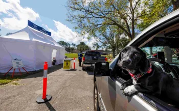 A dog pokes out of a window of a car in line for supplies