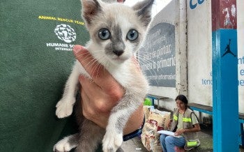 A person holding a cat