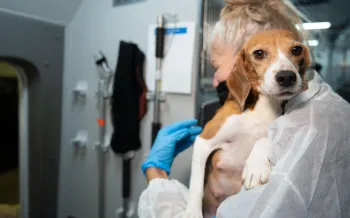 A woman holds a beagle