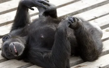 A chimp laying on their back playing