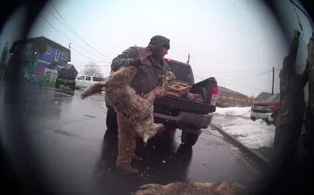 Man throwing dead coyote into truck
