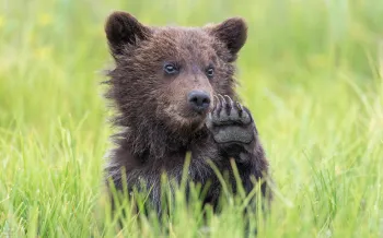 Bear cub waving