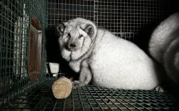 A fox in a small, barren cage