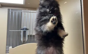 A dog pawing at the glass pane of their enclosure