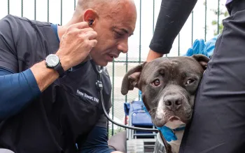 Carrying a backpack filled with basic veterinary supplies, Dr. Kwane Stewart examines the pets of people experiencing homelessness.