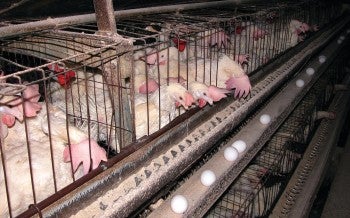 Chickens in cruel confinement of factory farming
