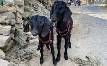 Goats rescued by HSI/India at the Indo-Nepal border checkpoints ahead of the Gadhimai festival 2024