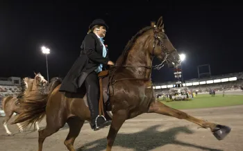 Tennessee Walking Horse National Celebration