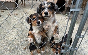 A group of three dogs stand next to a kennel