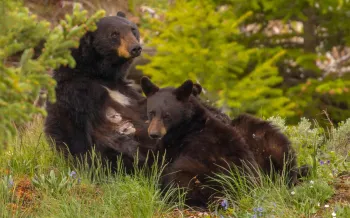 Black bear sow and cub feeding in Yellowstone National Park