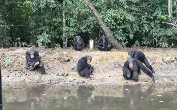 Humane World for Animals team prepare to relocate chimps from Island 4 at Second Chance Chimpanzee Refuge Liberia, March 2025