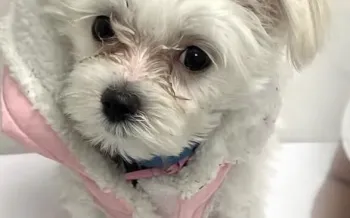 Petland follow up- Ziva Girl puppy