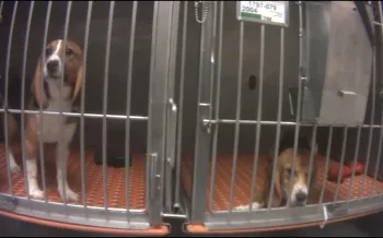 Beagles caught up in animal testing