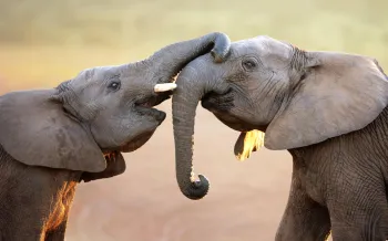 Two elephants connecting with each other