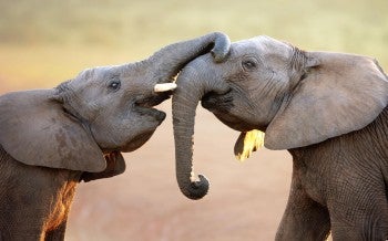 Two elephants connecting with each other