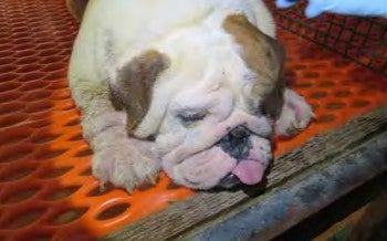 A dog observed at Stonehenge Kennel in Iowa, a puppy mill that appeared for the eighth time in the Horrible Hundred report in 2025 after years of issues for sick and injured dogs