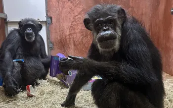 Chimpanzees at Chimp Haven sanctuary in early 2025, not long after being relocated from Alamogordo Primate Facility where they were previously used in harmful biomedical research experiments.