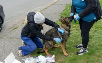 Volunteer CVT Heather Riggs feeding dog during vaccine administration by vol Dr HIlary Hooberman