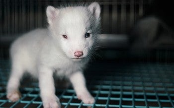 Photo taken on fur farm in Helsinki, Finland as part of an investigation into the cruelty of fur farming