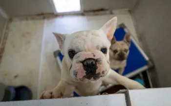 Dog at puppy mill