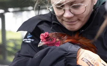 Woman holding a chicken
