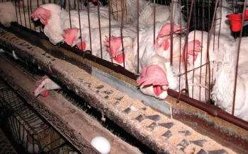 Hens in battery cages