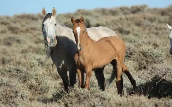 Horses in a field