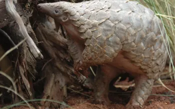 a pangolin in the wild
