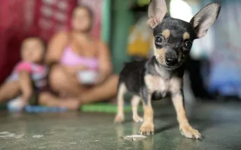 a small dog looking into the camera