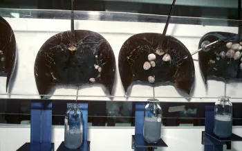 Scientists use technology to bleed Horseshoe Crabs (Limulus polyphemus) to extract blue, copper based blood.