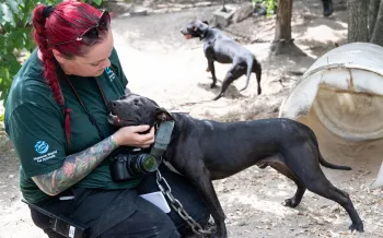 a person holding a dog