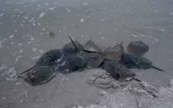 Horseshoe crabs mating in the Delaware Bay