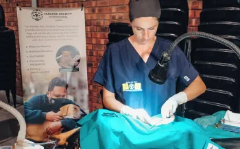 A vet performs a spay/neuter surgery on an animal.