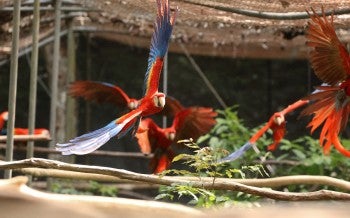 Scarlet macaws practicing flying inside a rescue center enclosure.