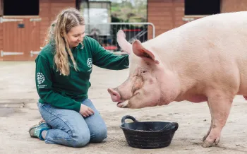 A Humane World for Animals staffer kneeling down next to a rescued pig.