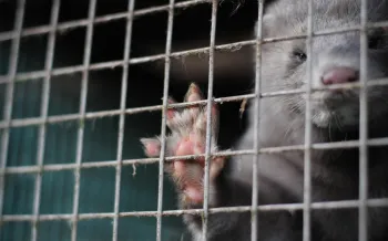 A close up photo of a mink in a dirty cage