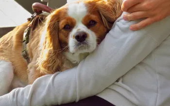 A woman holds her dog on her lap