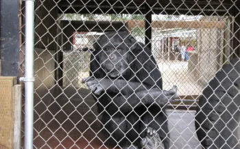 Chimp in cage