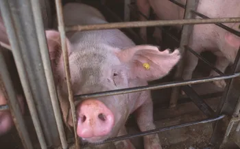 a pig in a cage