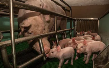 Mother pig with piglets