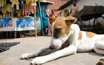Dog lying on street in India