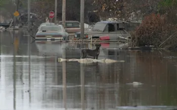 a dog walking in a flooded street