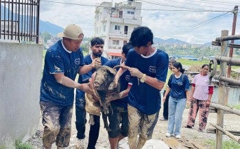 A small but dedicated team from Sneha's Care, a local animal rescue organization in Nepal, works tirelessly to save any and all animals impacted by deadly floods with support from Humane World for Animals
