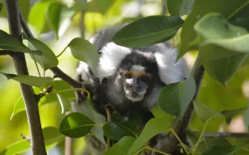 George, male marmoset rescued from the pet trade