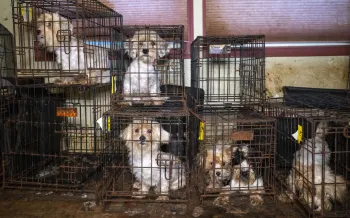 Dogs in filthy cages stacked on top of each other