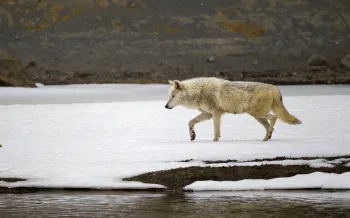 Wild wolf at Yellowstone National Park in Wyoming.