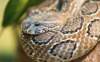 a snake with a black and white striped tail