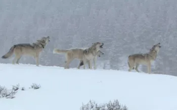 a group of four wolves standing in a snow-covered landscape