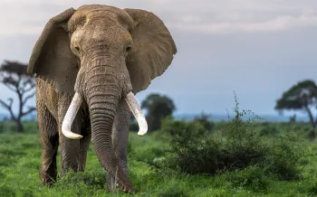 An African elephant with large tusks grazes in Amboseli National Park, Kenya