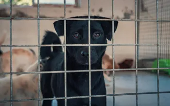 Sad dog in a cage, looking at the viewer.